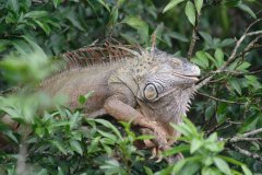 01-Iguana in the tree